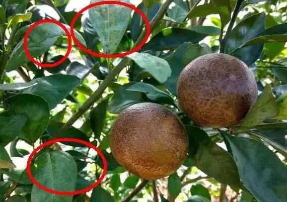 十月份沃柑还有锈壁虱危害吗,乌柑锈壁虱