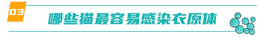 怀孕的母猫得猫瘟没流产,怀孕母猫得了猫鼻支会流产么