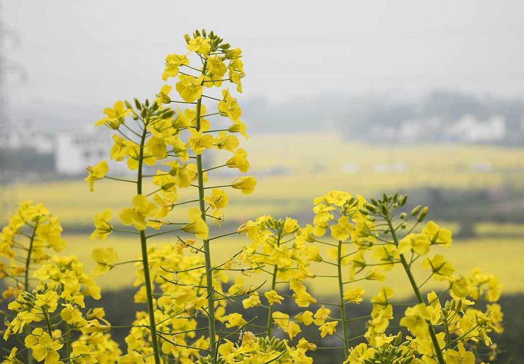 古诗最是一年春好处,表达一年收获感慨的诗句