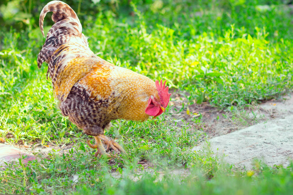 养鸡技术鸡体表各部位名称,鸡的自动化养殖技术有哪些