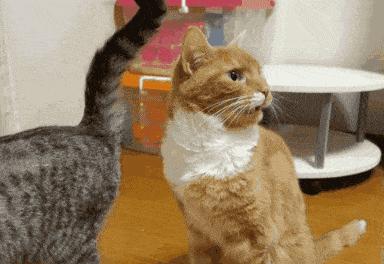 猫会偷吃螺蛳粉吗,猫吃螺蛳粉放屁了