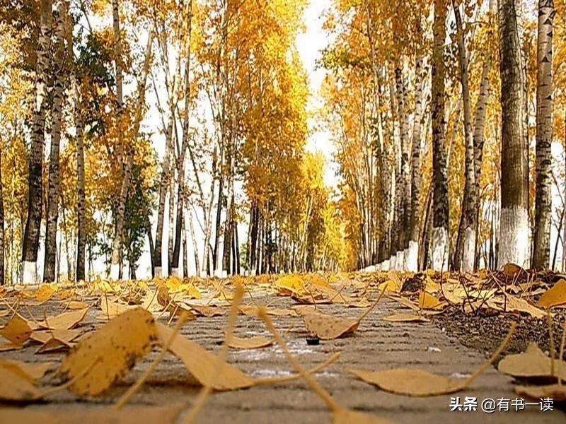 茅盾白杨礼赞原文,茅盾白杨诗