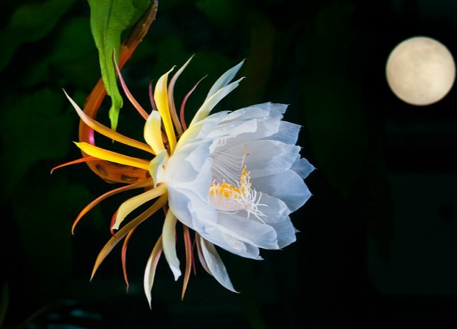 “常年丑貌君不问，一日花红万户惊”——仙人掌的产地及精品赏析