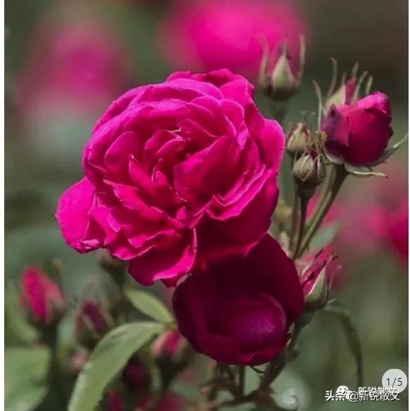 我是一朵永不凋零的花作文,我是一株玫瑰花作文