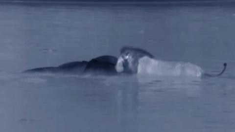 流浪雄狮和幼狮,流浪幼狮米菲成长记