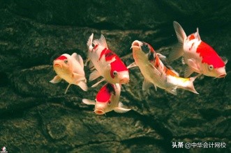 突发！查分啦，入口挤爆！今天就能查初级成绩啦！你考了多少？