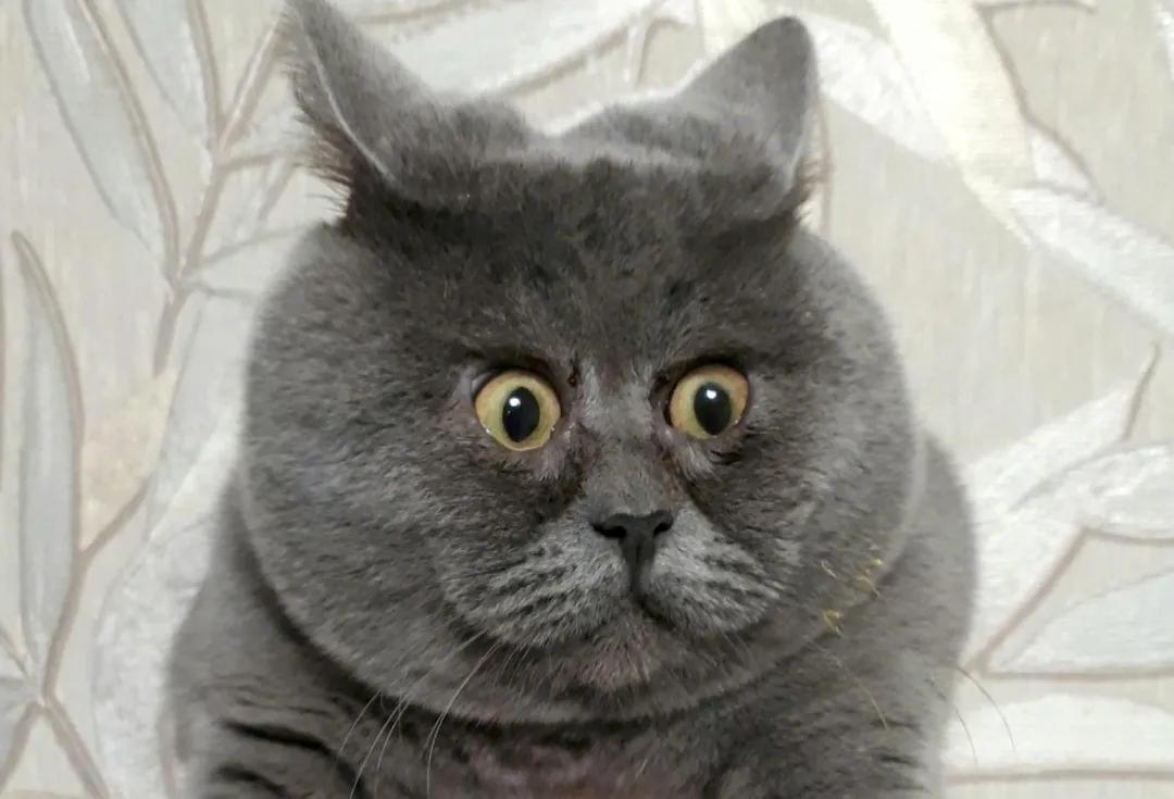 俄罗斯女子收养一只流浪橘猫,俄罗斯女孩收养猫