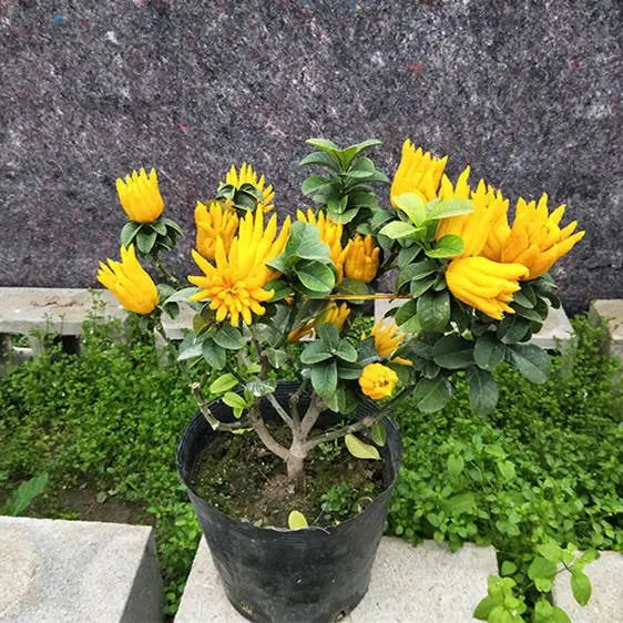 十种容易种的水果适合阳台种,这种水果南方大量种植