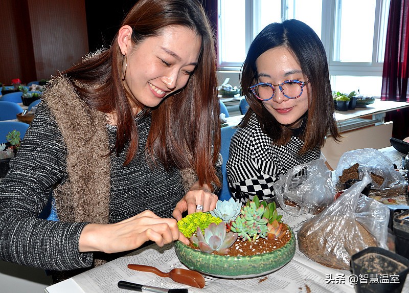 多肉植物的养花心得,多肉植物怎样养新手入门篇