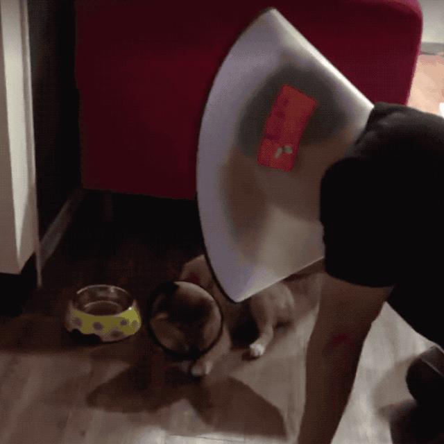 给猫戴上脖圈之后很低落,为什么给猫戴上猫圈就安静了