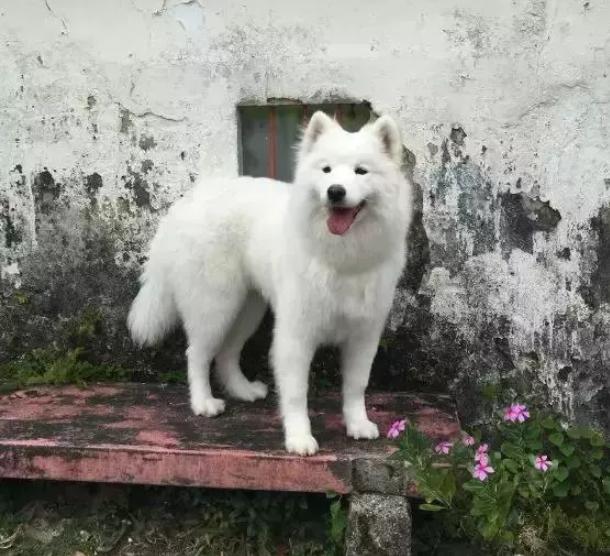 萨摩耶狗狗找领养,领养狗狗萨摩耶免费