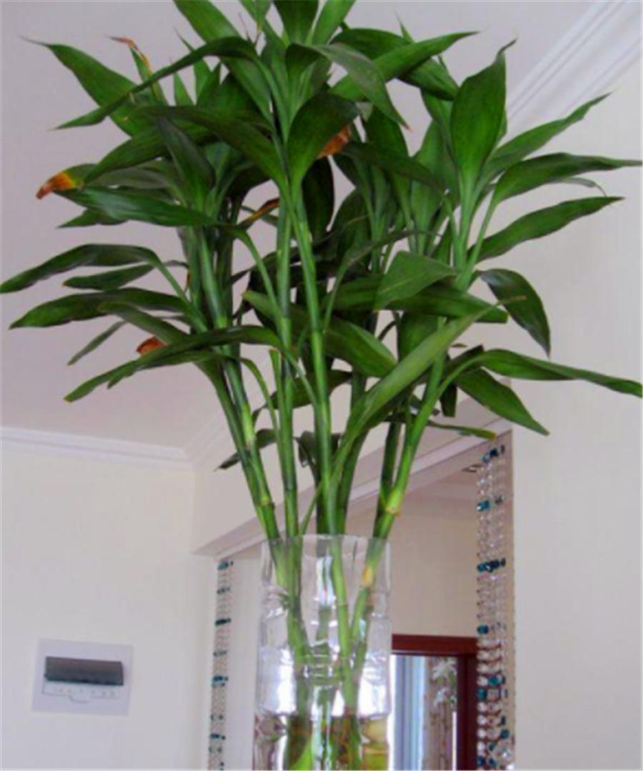 水培富贵竹叶片变黄有斑点,富贵竹水培叶发黄可以用螯合铁吗