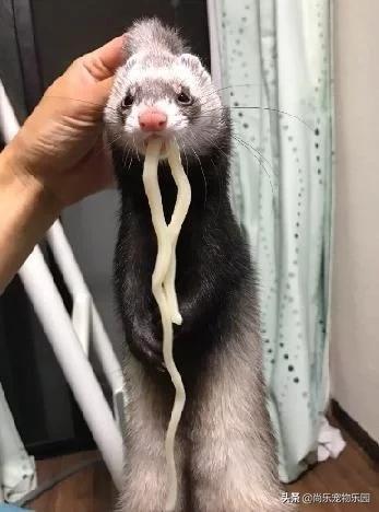 养了两只狗被偷了,宠物雪貂吃老鼠