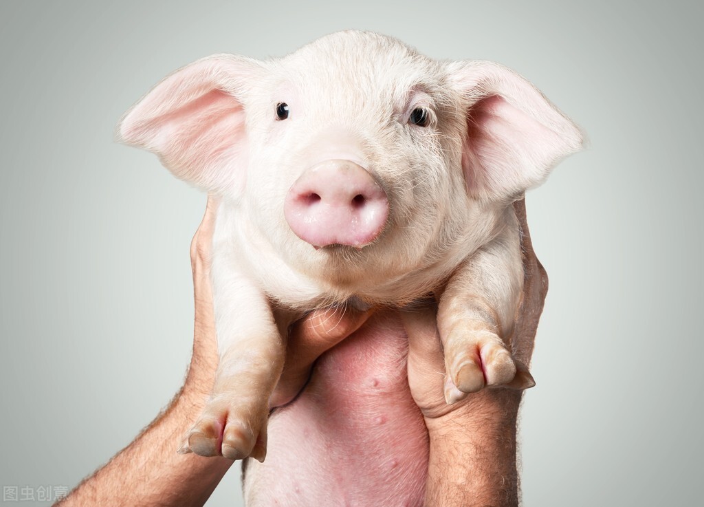 宠物喂食方法大揭秘让养宠更轻松,好养宠物推荐小型异宠品种