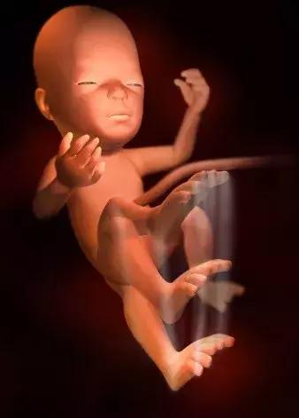 孕期知识五：妊娠第7-8个月