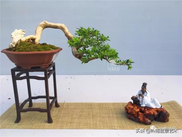 鎺㈡灊妞嶇墿,鎺㈡灊