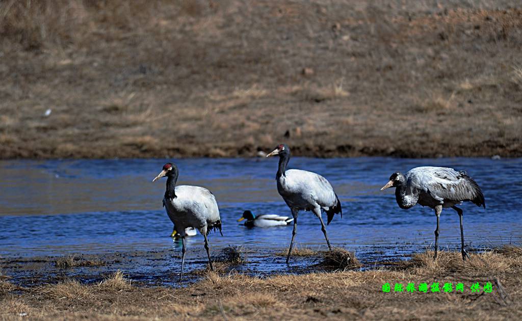 云南昭通大山包黑颈鹤攻略,云南黑颈鹤旅游