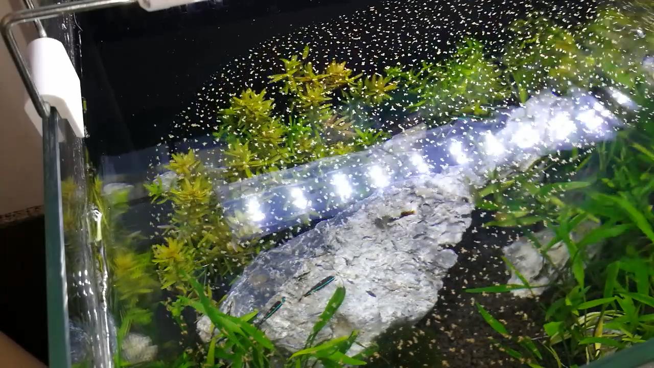 孔雀鱼喂什么饲料最好呢,孔雀鱼适合吃什么饲料