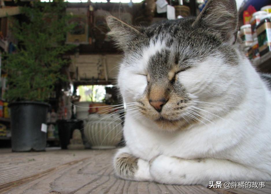 猫胡子越来越长是怎么回事 (猫的胡须变白了说明老了吗)