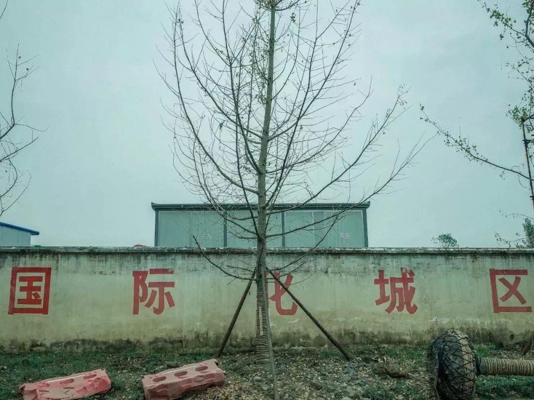 沙河边的野生菜市，是成都嬢嬢的狂欢现场