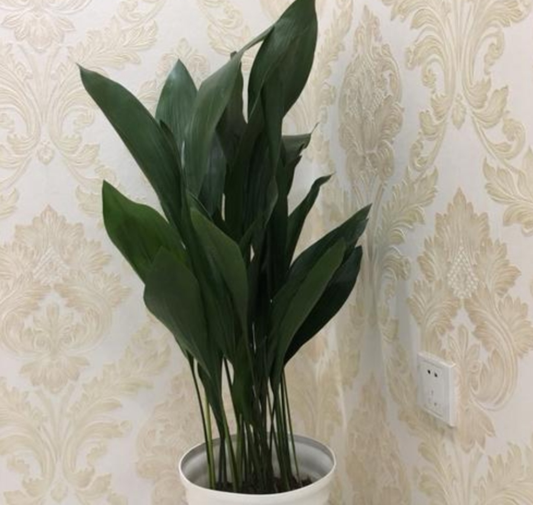 8种好养又好看的室内绿植,100种好看的观叶植物