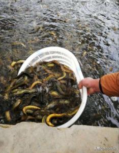泥鳅养殖方法零基础,无土泥鳅养殖技术技巧有哪些
