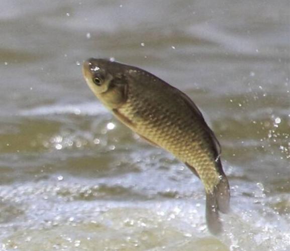 鲫鱼鳃出血能用石灰吗,鲫鱼鳃盖上出血严重吗怎么治