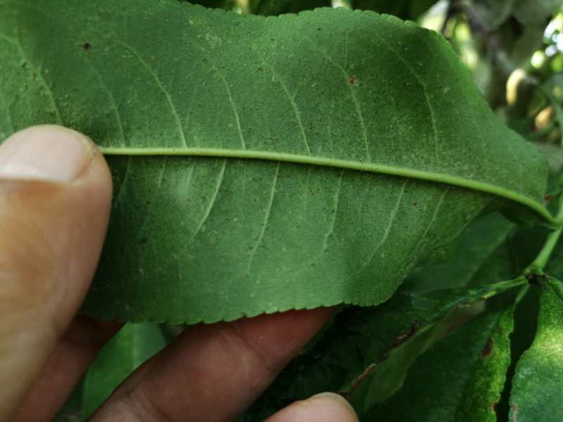 二斑叶螨的防治及抗药性研究进展,二斑叶螨的最佳治疗方法