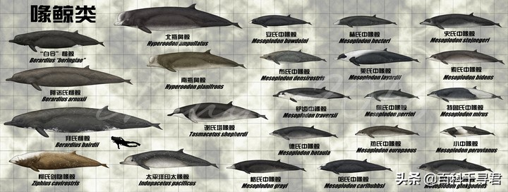 为什么抹香鲸它的潜水能力最强呢,抹香鲸为啥潜水能力最强