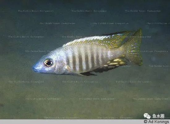 三湖慈鲷马鲷孔雀鱼多久发色,三湖慈鲷鱼之马鲷鱼