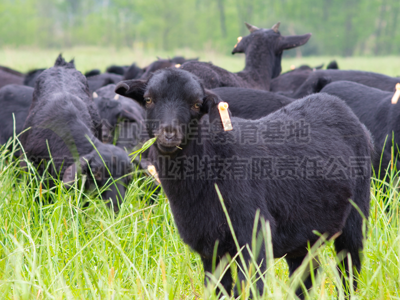 黑山羊出现了顽固性拉稀，采食少，看看如何对症处理