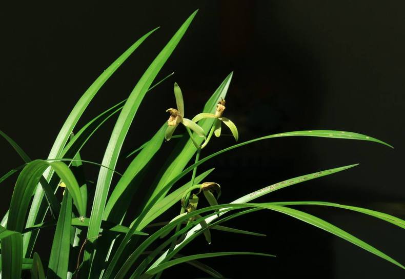 清雅迷人的兰花，品德高洁，犹如翩翩起舞的仙女受人喜爱