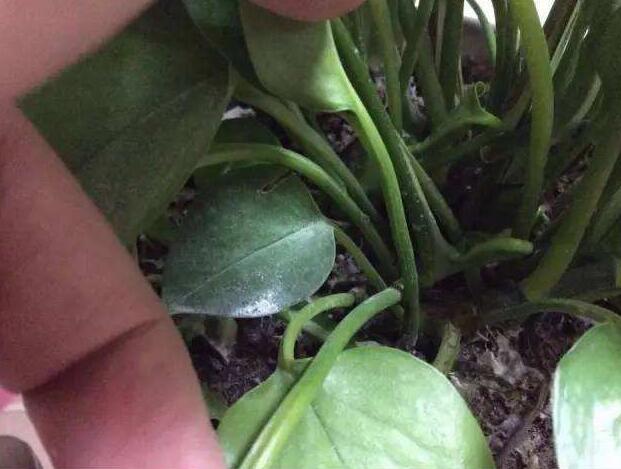 绿萝有小飞虫怎么消灭最快方法,绿萝小飞虫怎么消灭最彻底