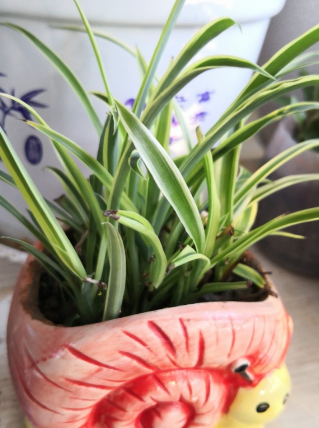 养吊兰的时候新手要注意哪些问题,吊兰养殖方法如何给吊兰换盆