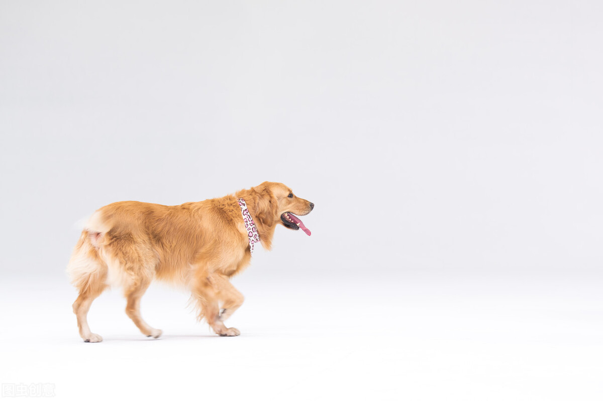 金毛洗澡注意事项有哪些,金毛蕨的养殖方法和注意事项