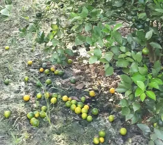 树上的果子里的蛆虫怎么预防,果肉里面长蛆虫怎样防治