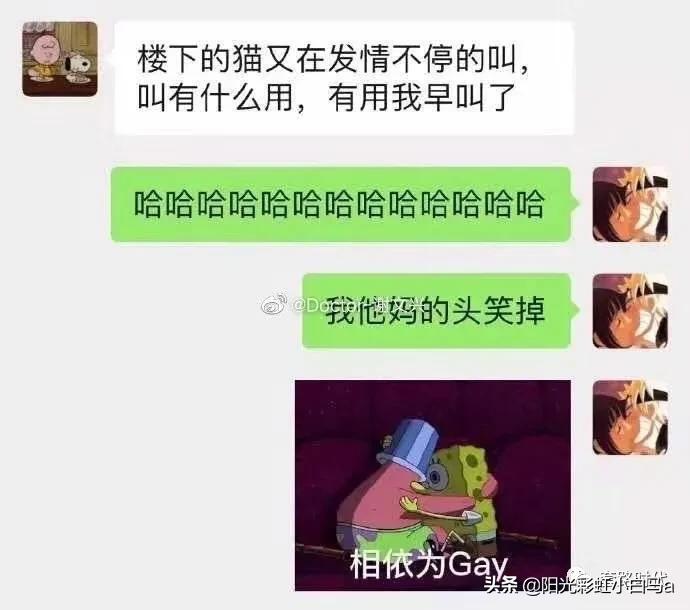 楼下的猫又开始叫了,楼下的猫一直在嗷嗷叫