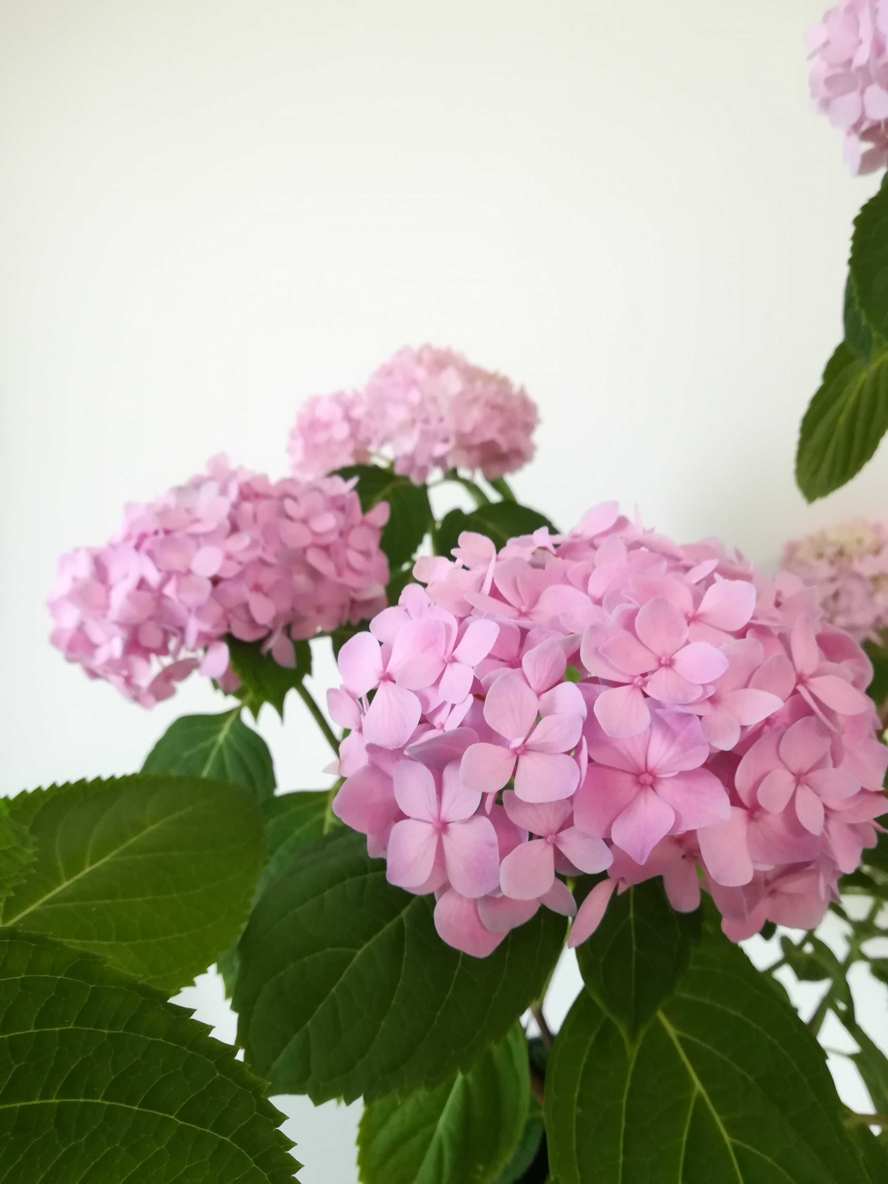 无尽夏黄叶,无尽夏叶子耷拉萎蔫还能活吗