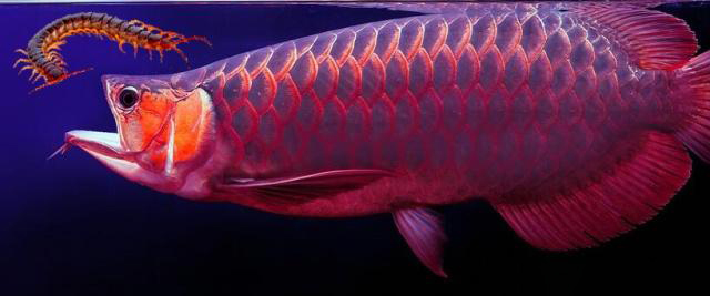 寄生虫容易导致龙鱼趴缸么,龙鱼寄生虫如何去除最有效