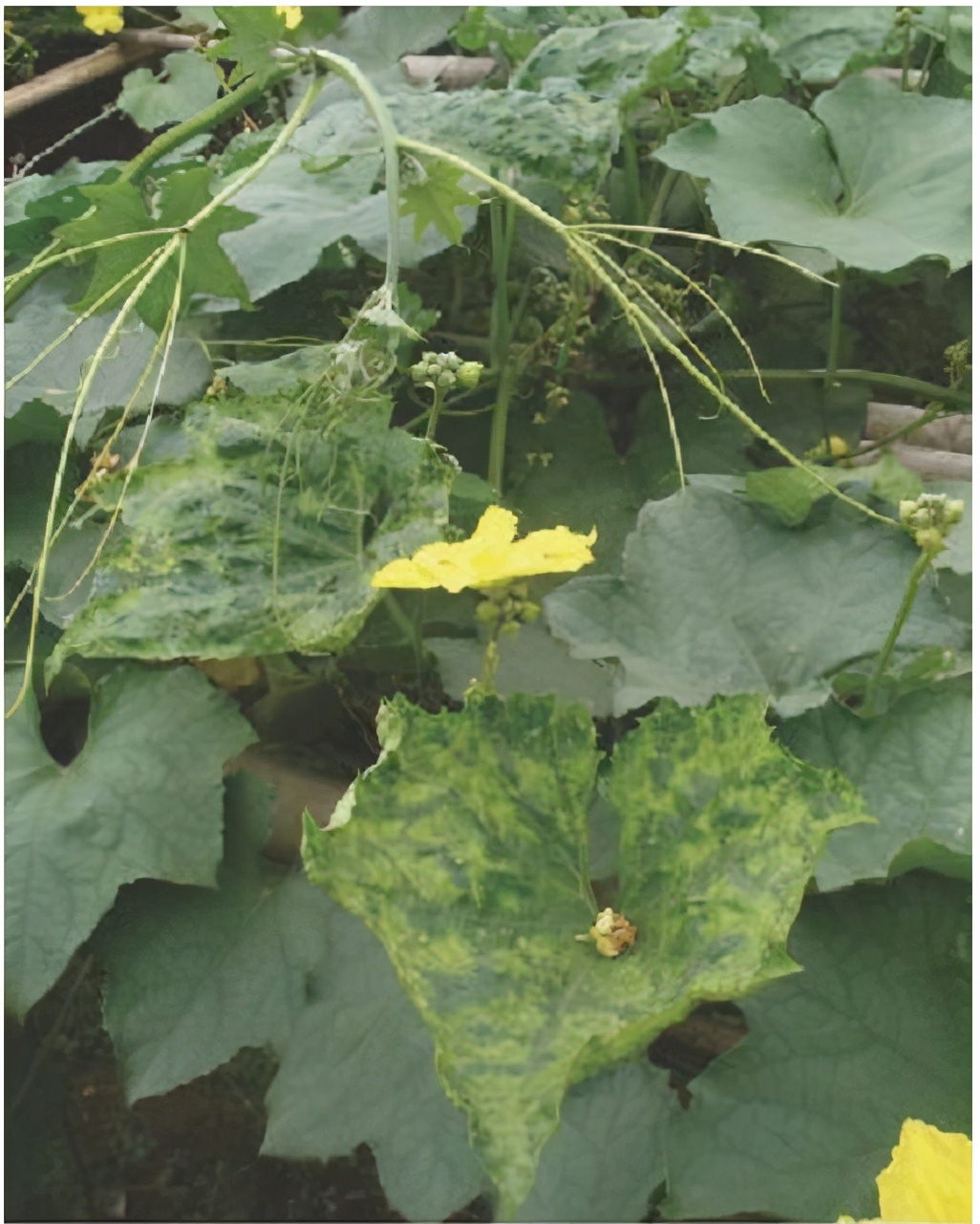 丝瓜病毒病害图片大全,丝瓜病毒病的防治方法