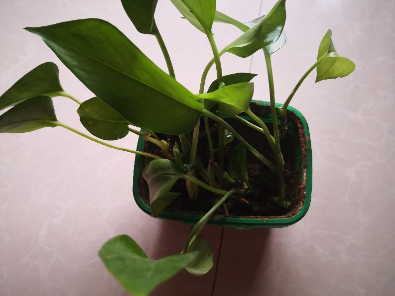 绿萝水培插扦方法,绿萝扦插的正确方法