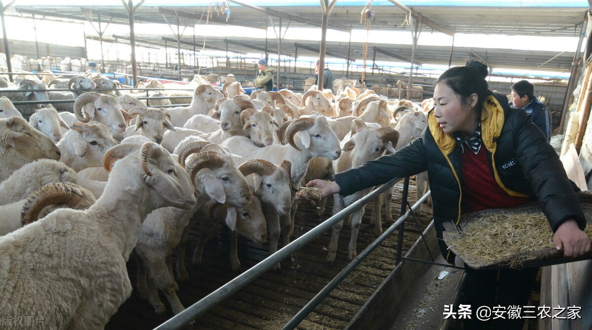 为什么养殖不赚钱还有很多人养,养殖到底能不能赚钱呢