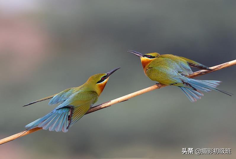 拍鸟悬停如何拍,山野鸟趣野外拍鸟