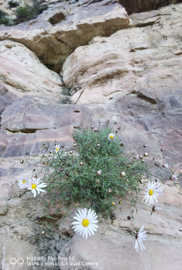 唐人游玩,唐人天下国际旅游夜游长城
