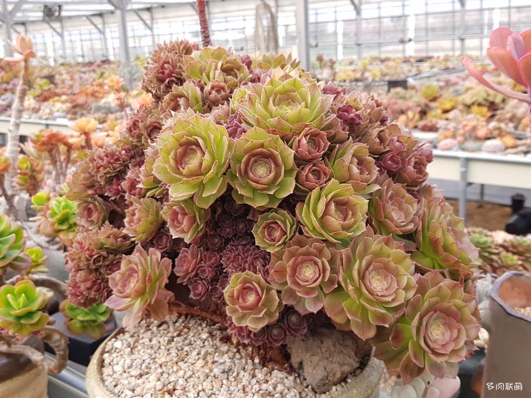 韩国大棚多肉,肉叔带你走遍韩国多肉大棚