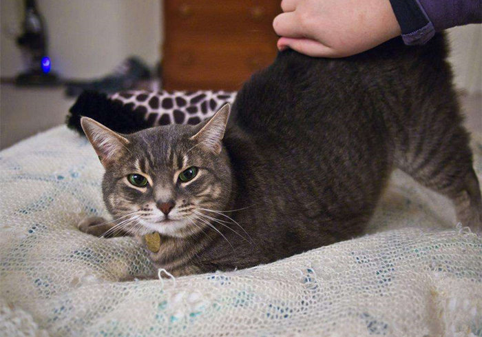 猫咪乱拉乱尿是报复主人吗,猫咪报复性乱尿的症状