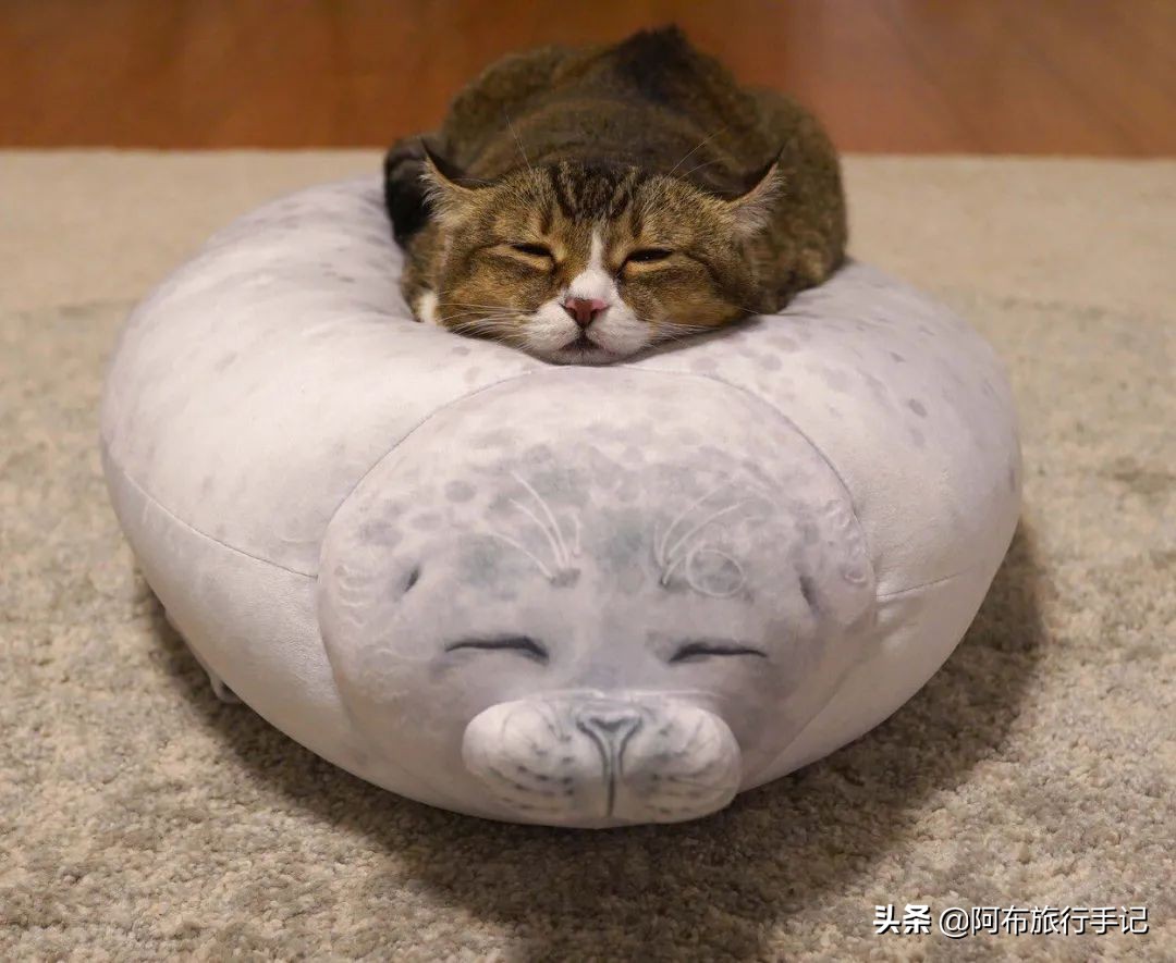 比撒钱刺激，种草日本杂货的最高境界，是把自己变成卖货郎！