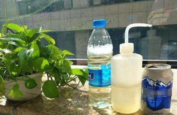 绿萝怎样施肥可以枝繁叶茂,绿萝施肥绿萝怎么养才能更旺盛