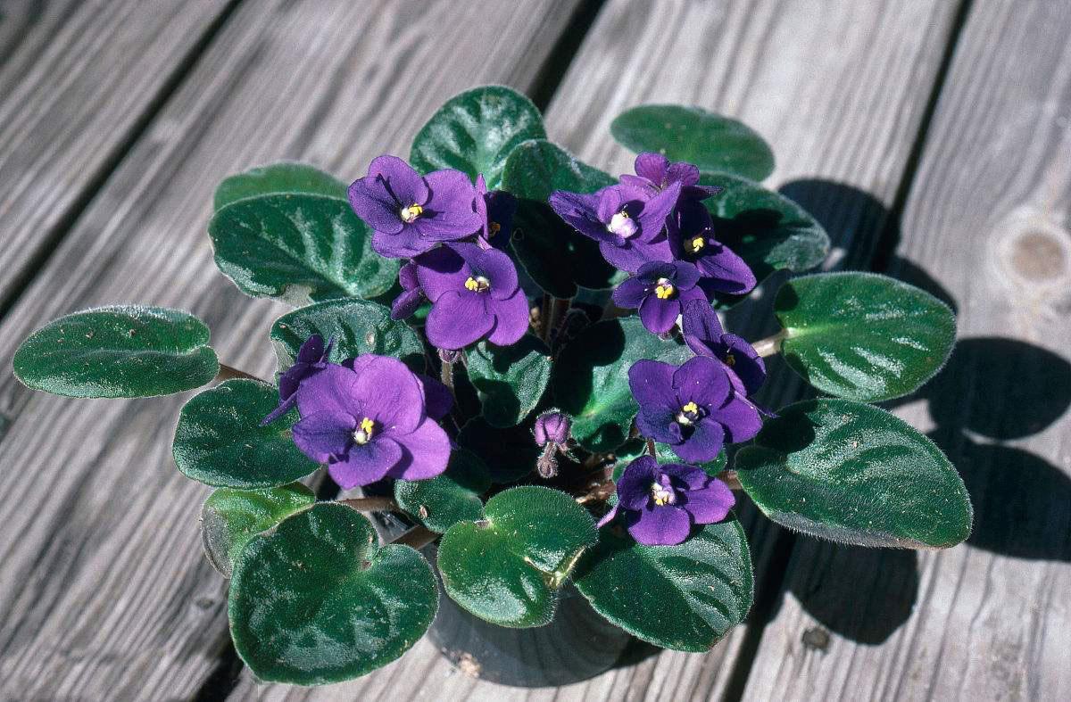 自制杀虫剂轻松搞定植物的方法,教你自制纯天然杀虫剂