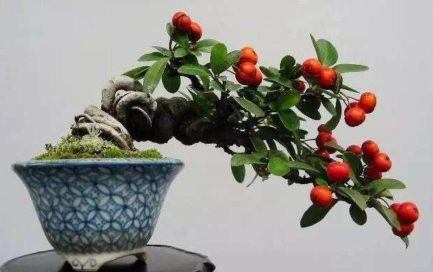 火棘盆景如何养护,火棘分有刺和无刺哪种能做盆景